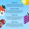 imageOLIPOP Prebiotic Soda Pop Pantry Pack Packed with Prebiotics Fiber and Botanicals Gluten Free Vegan GMO Free 12oz 12Cans SpongeBob Pineapple ParadiseVariety Fruity Fun